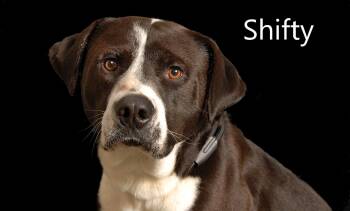 Border Collie and Pit Bull Terrier Dogs Available for Adoption in Mount Vernon, Ohio - Shifty | PetCurious