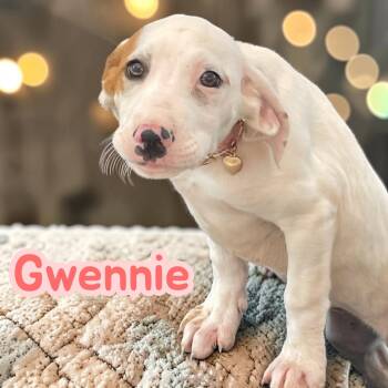 Gwennie - sweetest hound pup -  Hound Dog for Adoption in Chuckey, Tennessee - Gwennie - Sweetest Hound Pup | PetCurious