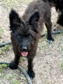 Fifi -  Terrier Dog for Adoption in Mcallen, Texas - Fifi | PetCurious