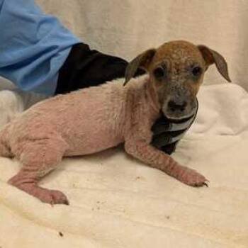 Eleanor -  Terrier and Mixed Breed Dog for Adoption in Chicago, Illinois - Eleanor | PetCurious