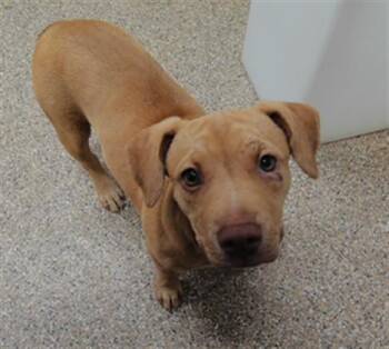 AULANI -  Labrador Retriever and Pug Dog for Adoption in Albuquerque, New Mexico - AULANI | PetCurious