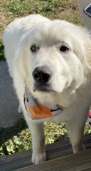 Rescue Great Pyrenees Dogs for Adoption in Pittsburgh, Pennsylvania - Brady | PetCurious