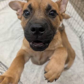 Mixed Breed Dogs Available for Adoption in Buffalo, Minnesota - Dimitri | PetCurious