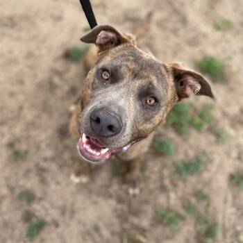 STANLEY -  Pit Bull Terrier Dog for Adoption in Aurora, Colorado - STANLEY | PetCurious