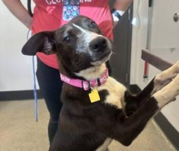 Barbara Jean -  Border Collie Dog for Adoption in Cleveland, Ohio - Barbara Jean | PetCurious