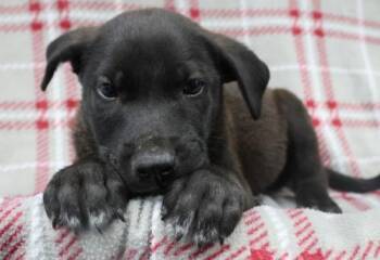 Carl -  Shepherd Dog for Adoption in Thief River Falls, Minnesota - Carl | PetCurious