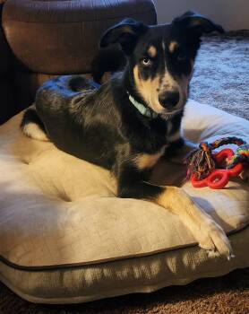 Rescue Border Collie and Husky Dogs for Adoption in Klamath Falls, Oregon - Bud | PetCurious