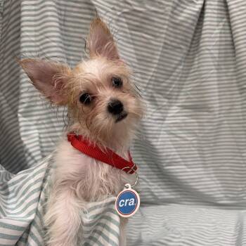 Stefan -  Yorkshire Terrier and Miniature Poodle Dog for Adoption in Chicago, Illinois - Stefan | PetCurious
