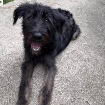 Rugger -  Labrador Retriever and Poodle Dog for Adoption in Griffin, Georgia - Rugger | PetCurious