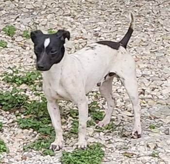 PICKLE -  Terrier Dog for Adoption in San Antonio, Texas - PICKLE | PetCurious