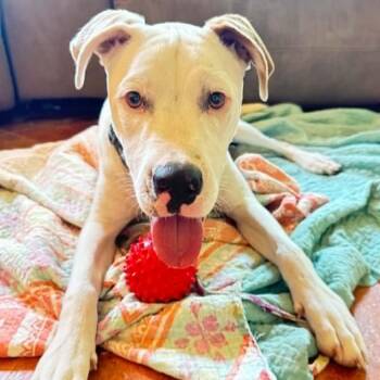 Edgar Allen Paw -  Terrier and Pointer Dog for Adoption in Corpus Christi, Texas - Edgar Allen Paw | PetCurious