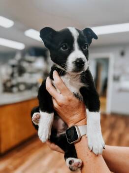 Border Collie Dogs Available for Adoption in Princeton, Massachusetts - Baby Jane Doe | PetCurious