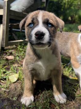 Millie -  Aussiedoodle and Bernese Mountain Dog Dog for Adoption - Millie | PetCurious
