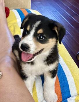 Bernese Mountain Dog and Australian Shepherd Dogs Available for Adoption - Almond | PetCurious