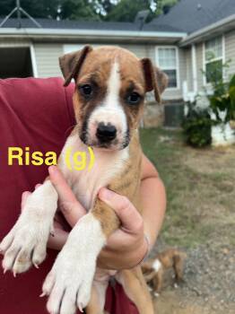 Risa -  Australian Shepherd and Portuguese Podengo Dog for Adoption in Manchester Township, New Jersey - Risa | PetCurious