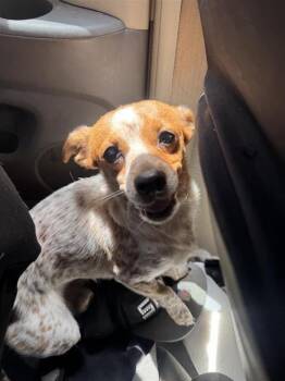 EDDIE -  Chihuahua Dog for Adoption in San Antonio, Texas - EDDIE | PetCurious