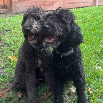 Bert & Ernie -  Labradoodle Dog for Adoption in Houston, Texas - Bert & Ernie | PetCurious