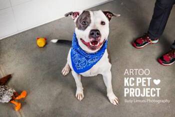 Pit Bull Terrier and Mixed Breed Dogs Available for Adoption in Kansas City, Missouri - Artoo | PetCurious