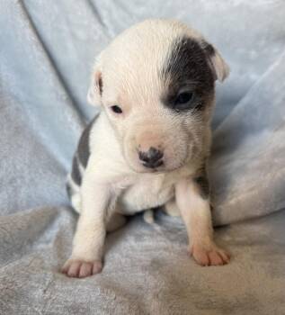 Pit Bull Terrier and Australian Shepherd Dogs Available for Adoption - Aspen | PetCurious