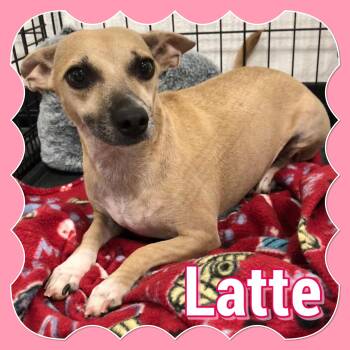 Rescue Chihuahua Dogs for Adoption in Tucson, Arizona - Latte | PetCurious