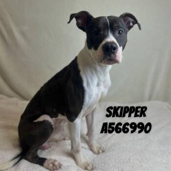 Pit Bull Terrier Dogs Available for Adoption - SKIPPER | PetCurious