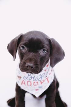 Mary Jo $550 -  Labrador Retriever Dog Available for Adoption in West Milwaukee, Wisconsin - Mary Jo $550 | PetCurious