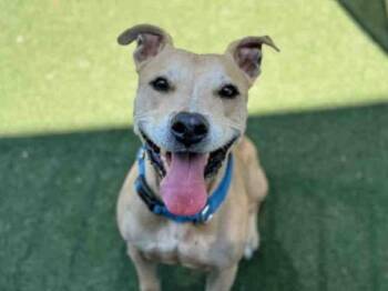 Rescue Pit Bull Terrier Dogs for Adoption in San Diego, California - Macho | PetCurious