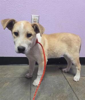 Mixed Breed Dogs Available for Adoption - 60632894 | PetCurious