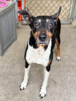 Labrador Retriever Dogs Available for Adoption in Chicago, Illinois - Leela | PetCurious