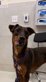 German Pinscher and Mixed Breed Dogs Available for Adoption in Honolulu, Hawaii - Diana | PetCurious