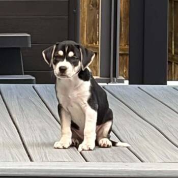 Caitlyn -  Labrador Retriever Dog for Adoption in Lewisville, Indiana - Caitlyn | PetCurious