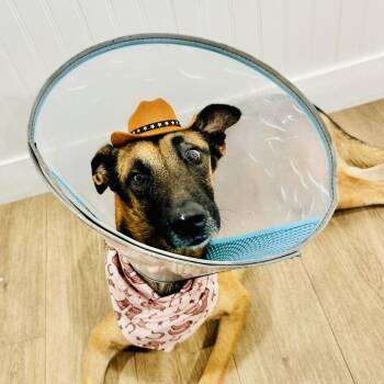 Belgian Shepherd Malinois Dogs Available for Adoption in Loxahatchee Groves, Florida - Happy Gilmore 3751 | PetCurious