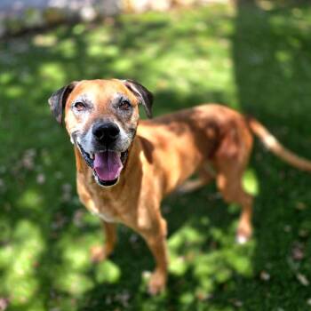 Axel -  Hound and Mixed Breed Dog for Adoption in Port Charlotte, Florida - Axel | PetCurious