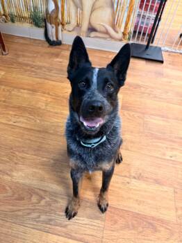 Mixed Breed Dogs Available for Adoption - Shadow | PetCurious