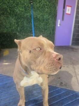 Pit Bull Terrier and Mixed Breed Dogs Available for Adoption in El Paso, Texas - 60831136 | PetCurious