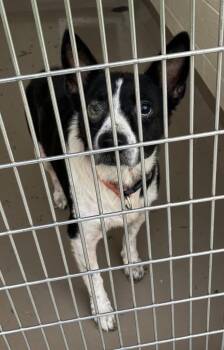 Dexter -  Border Collie and Husky Dog for Adoption in Christiansburg, Virginia - Dexter | PetCurious