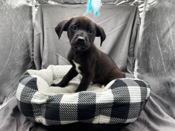 A121934 -  Labrador Retriever and Mixed Breed Dog for Adoption in Grovetown, Georgia - A121934 | PetCurious