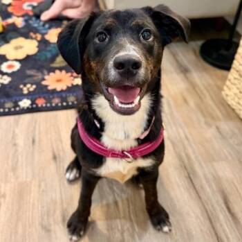 Cherry Blossom The Sweet One -  Labrador Retriever and German Shepherd Dog Dog for Adoption in Friendswood, Texas - Cherry Blossom The Sweet One | PetCurious