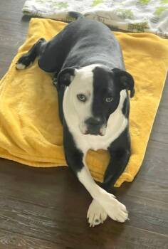 Mixed Breed Dogs Available for Adoption in St. Augustine, Florida - Stella (aka) Rayla | PetCurious