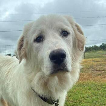 Cher JuM -  Great Pyrenees and Mixed Breed Dog for Adoption in Austin, Texas - Cher JuM | PetCurious