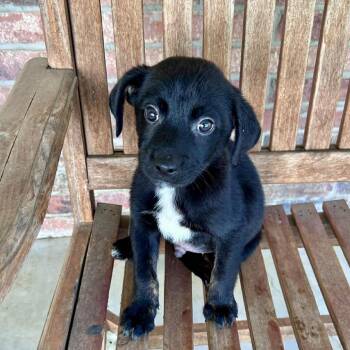 Black Labrador Retriever and Australian Kelpie Dogs Available for Adoption in South Elgin, Illinois - Coal | PetCurious