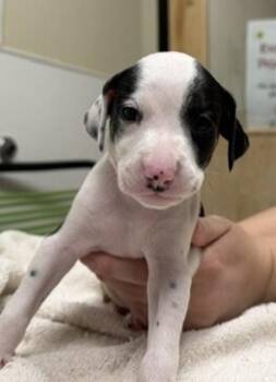 Salt -  Dalmatian Dog for Adoption in Vancouver, Washington - Salt | PetCurious