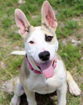 Bull Terrier and Shepherd Dogs Available for Adoption in Kansas City, Kansas - Penny (AO36566) | PetCurious