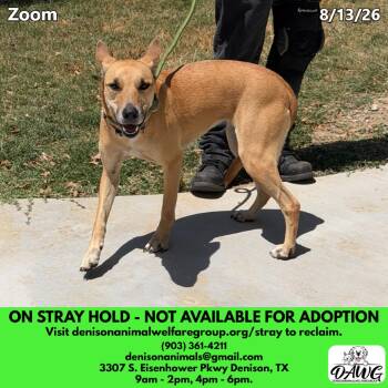 Scooby aka Zoom -  Shepherd and Mixed Breed Dog for Adoption in Denison, Texas - Scooby Aka Zoom | PetCurious