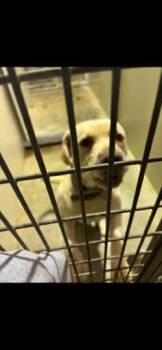 Rescue Labrador Retriever Dogs for Adoption in Harrisonville, Missouri - Max | PetCurious