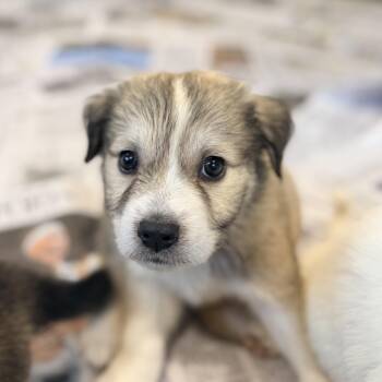Wada -  Mixed Breed and Boxer Dog for Adoption in Columbia, Maryland - Wada | PetCurious