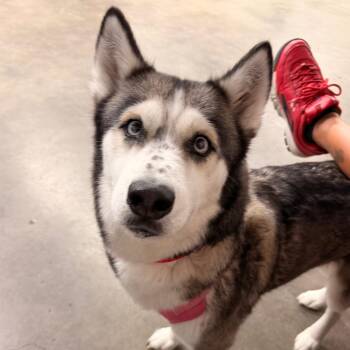Bella -  Husky Dog for Adoption in Tampa, Florida - Bella | PetCurious