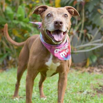 Mixed Breed Dogs Available for Adoption in Kailua-kona, Hawaii - Rue | PetCurious