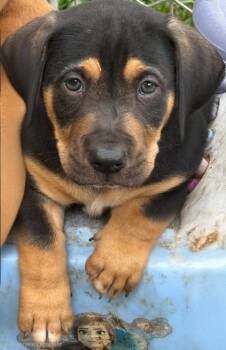 Chip -  Basset Hound Dog for Adoption in Townville, South Carolina - Chip | PetCurious