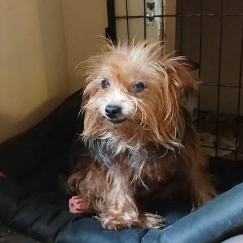 EMERY -  Yorkshire Terrier Dog for Adoption in Chicopee, Massachusetts - EMERY | PetCurious